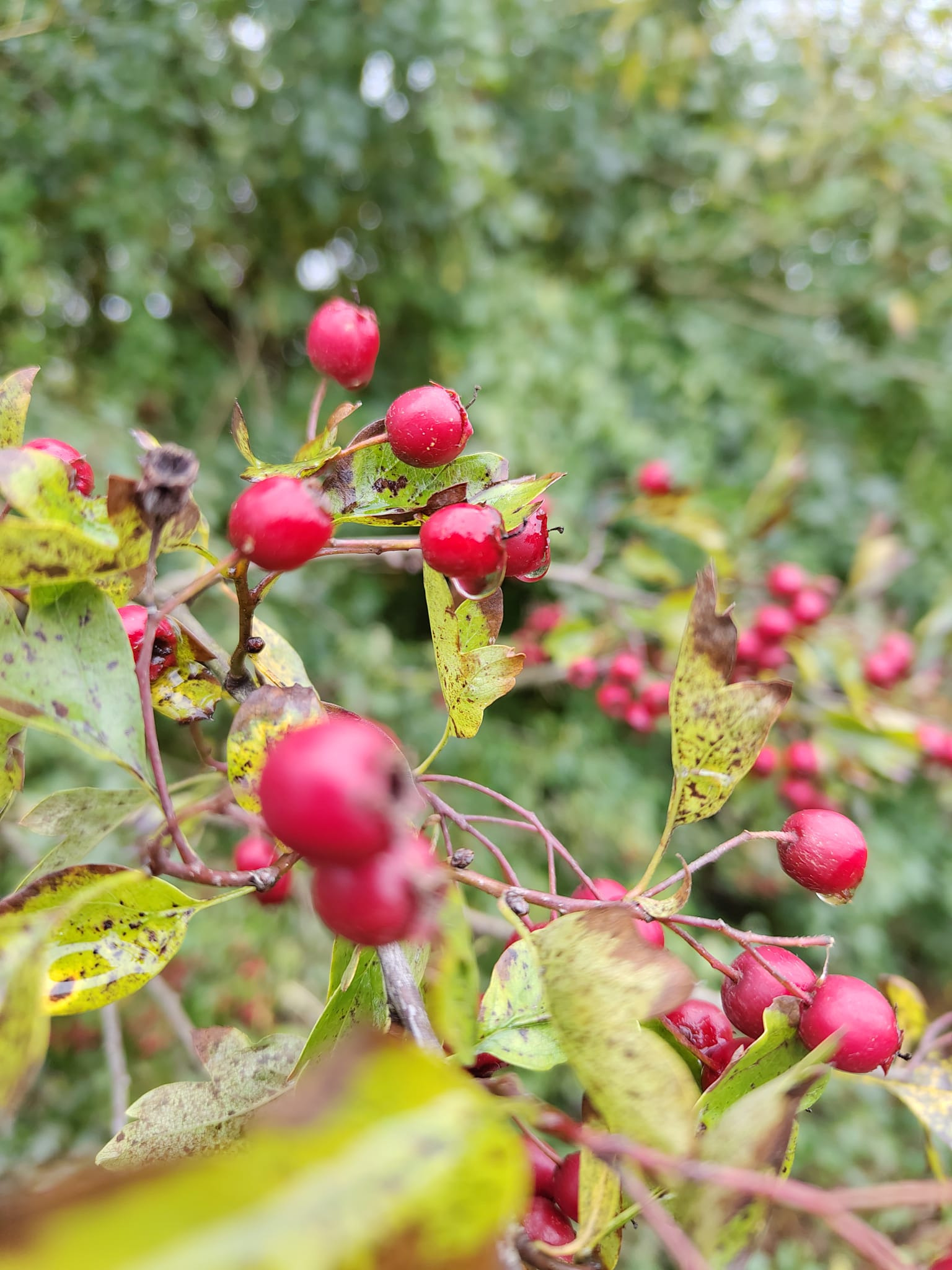 Tommye Rozee working on content and digital marketing strategy